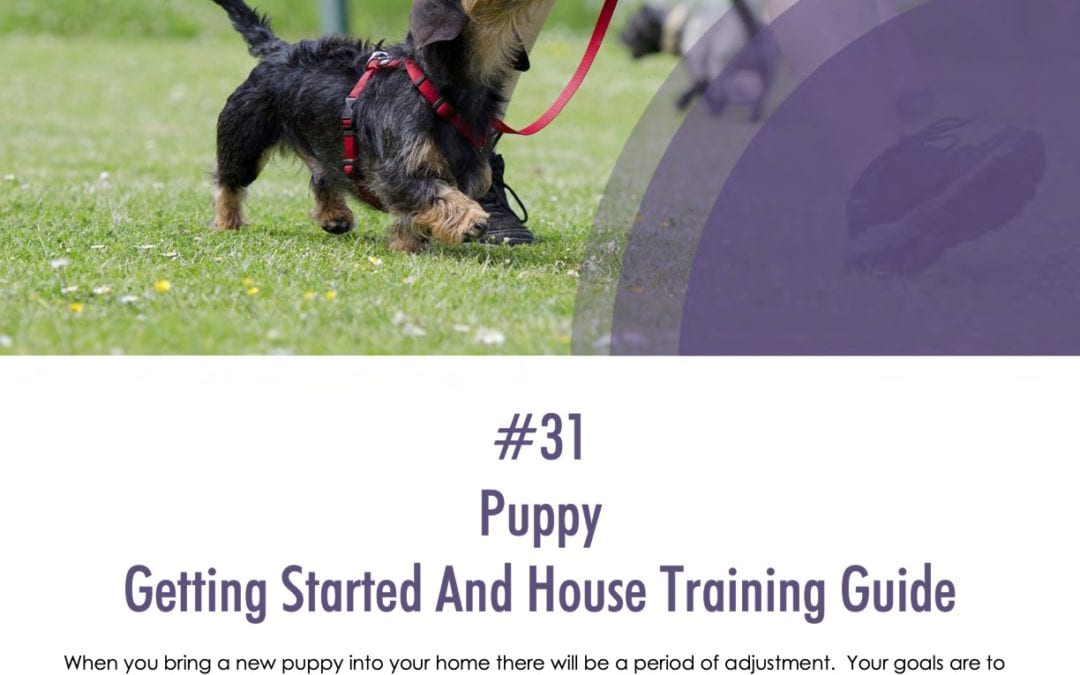 Puppy House Training