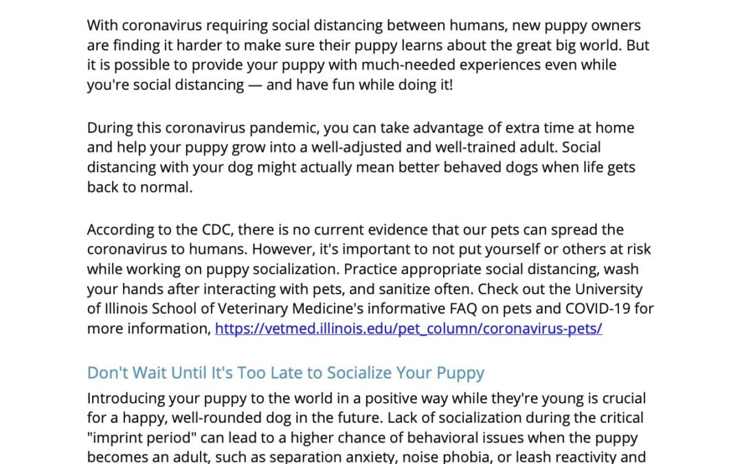 Socializing Your Puppy While Social Distancing