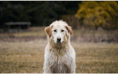 3 Tips for Making a Pet Disaster Plan
