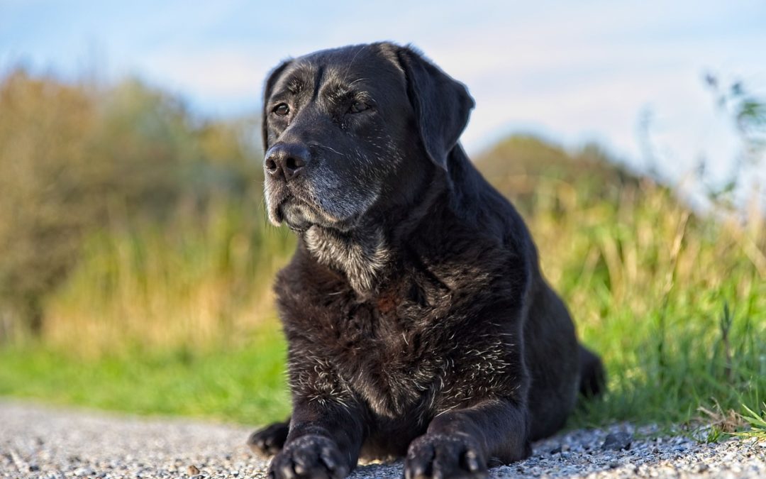 4 Guidelines for Caring for Your Senior Pet