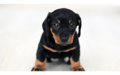 4 Tips on Welcoming a New Puppy into Your Home