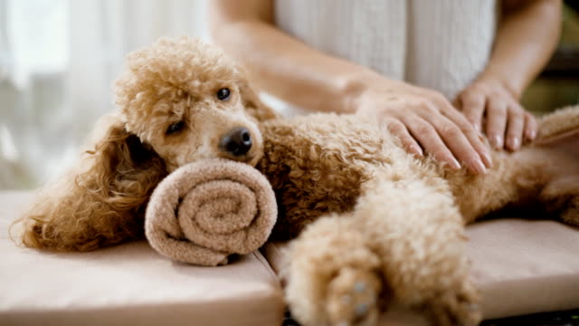 Braemar NSW Pet Massage Therapy - HIGHlands Veterinary Hospital