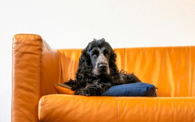 Leptospirosis alert – a deadly dog disease!