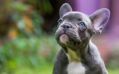 Breeding For What? – Part 2: The French Bulldog