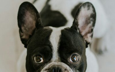 Breeding For What? – Part 2: The French Bulldog