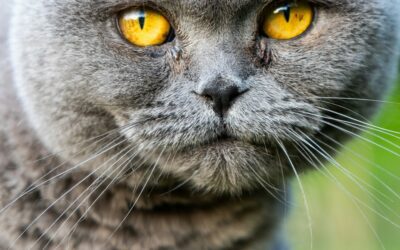 Breeding For What? – Part 1: The Scottish Fold Cat