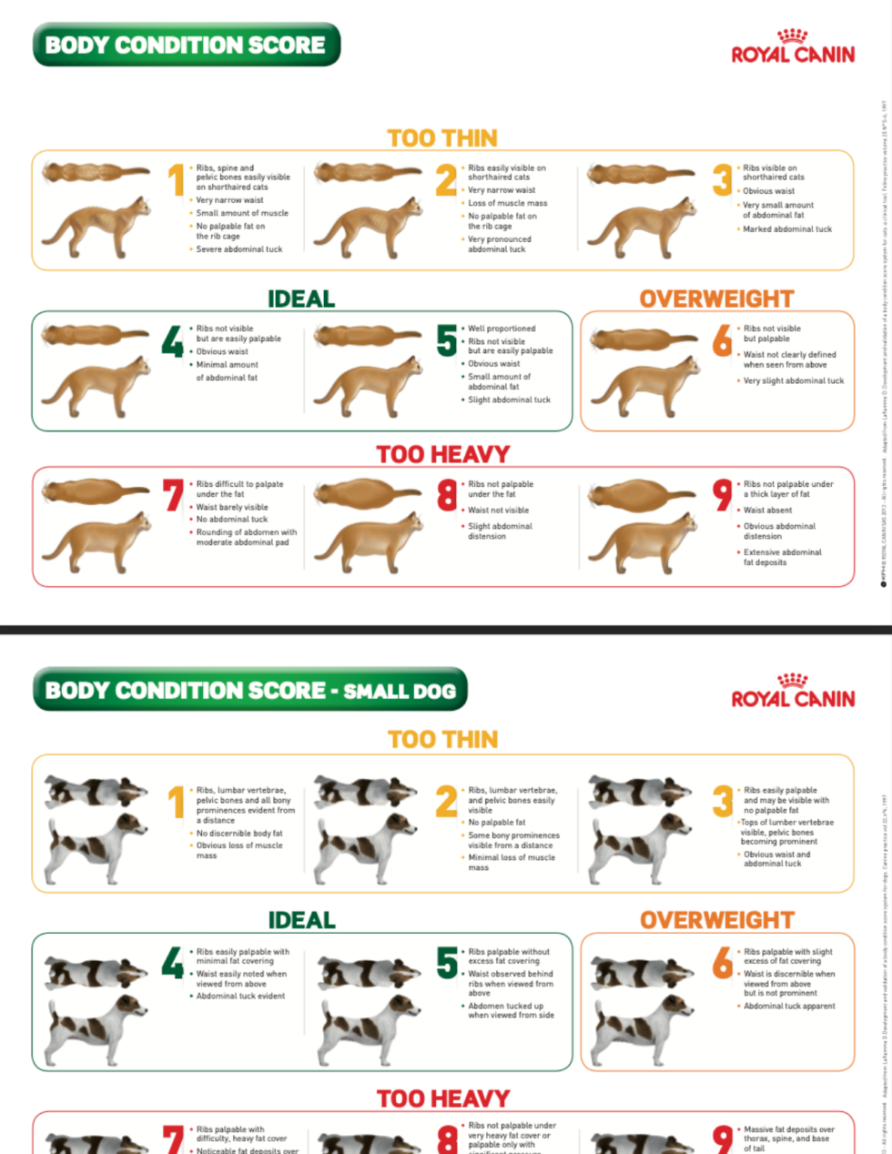 Body Condition Score Veterinary Definition