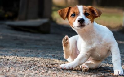 Itchy & Scratchy: Dermatological Conditions in Dogs – Part 1