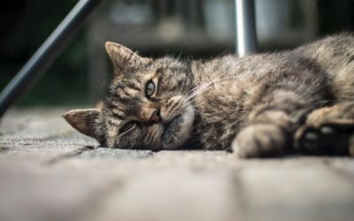 Common Behaviour Problems in Senior Pets
