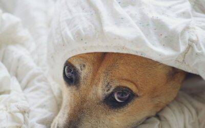 Fireworks and Fear: Tips to Help Your Pets Cope