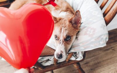 Valentine’s Day Can Be Toxic for Pets